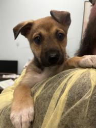 Shelter Stray Female Dog last seen , Biloxi, MS, 2615 25th Ave, Gulfport, MS 39501, USA