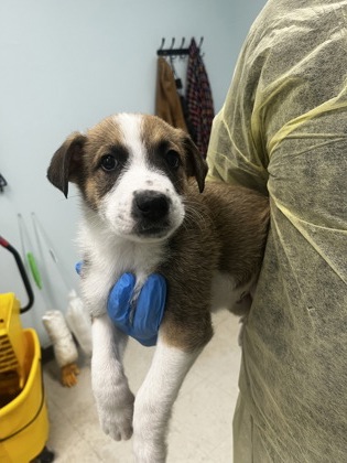 Shelter Stray Male Dog last seen , Biloxi, MS, 2615 25th Ave, Gulfport, MS 39501, USA