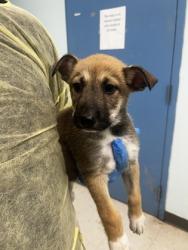 Shelter Stray Female Dog last seen , Biloxi, MS, 2615 25th Ave, Gulfport, MS 39501, USA