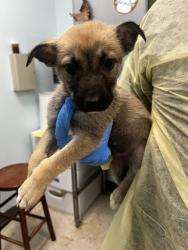 Shelter Stray Female Dog last seen , Biloxi, MS, 2615 25th Ave, Gulfport, MS 39501, USA
