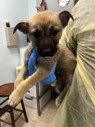 Shelter Stray Female Dog last seen , Biloxi, MS, 2615 25th Ave, Gulfport, MS 39501, USA