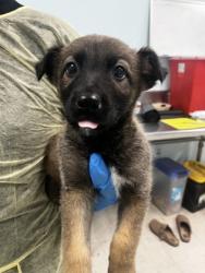 Shelter Stray Male Dog last seen , Biloxi, MS, 2615 25th Ave, Gulfport, MS 39501, USA