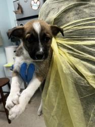 Shelter Stray Male Dog last seen , Biloxi, MS, 2615 25th Ave, Gulfport, MS 39501, USA