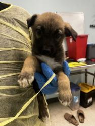 Shelter Stray Male Dog last seen , Biloxi, MS, 2615 25th Ave, Gulfport, MS 39501, USA