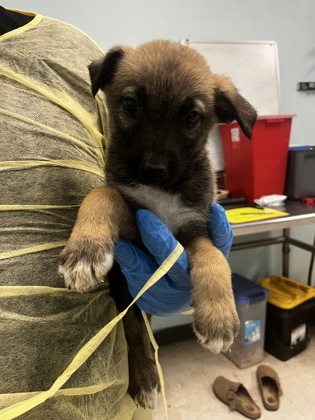 Shelter Stray Male Dog last seen , Biloxi, MS, 2615 25th Ave, Gulfport, MS 39501, USA