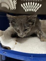Shelter Stray Female Cat last seen HETCH HECHY DR at TIMBERLAND DR, Rancho Cordova, CA, 6201 Florin Perkins Rd, Sacramento, CA 95828, USA