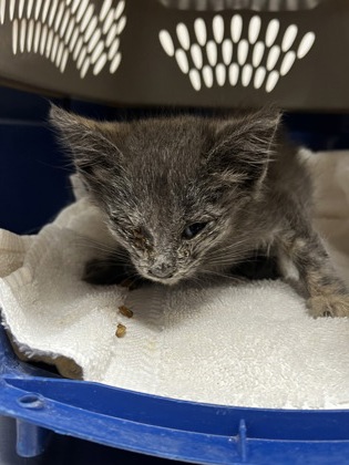 Shelter Stray Female Cat last seen HETCH HECHY DR at TIMBERLAND DR, Rancho Cordova, CA, 6201 Florin Perkins Rd, Sacramento, CA 95828, USA