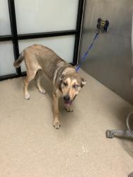 Shelter Stray Female Dog last seen Near Martin St, East District,, 355 Hillshire Dr, Haslet, TX 76052, USA