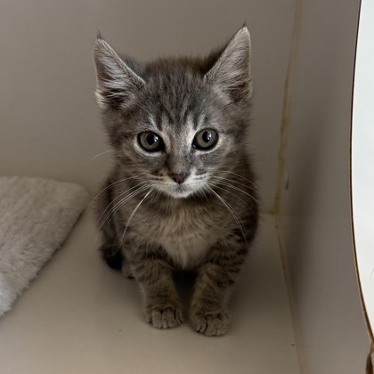 Shelter Stray Female Cat last seen Near macarthur ave, Oakland, CA, 1101 29th Ave, Oakland, CA 94601, USA