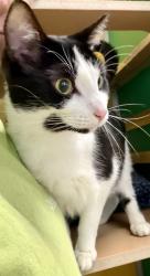 Shelter Stray Male Cat last seen Near John Ridley Way, Newport News, VA, 5843 Jefferson Ave, Newport News, VA 23605, USA