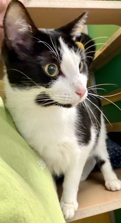 Shelter Stray Male Cat last seen Near John Ridley Way, Newport News, VA, 5843 Jefferson Ave, Newport News, VA 23605, USA