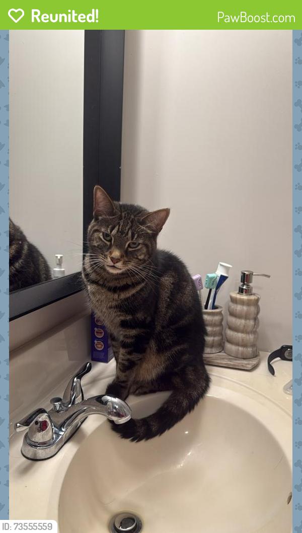 Reunited Male Cat last seen Carroll Hill Rd, Charlton, Charlton, MA 01507