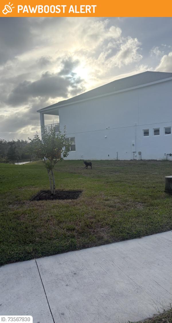 Found/Stray Unknown Dog last seen cadence park, Seminole County, FL 32773