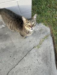 Found/Stray Unknown Cat last seen Dune and Hammett, Norfolk, VA 23503