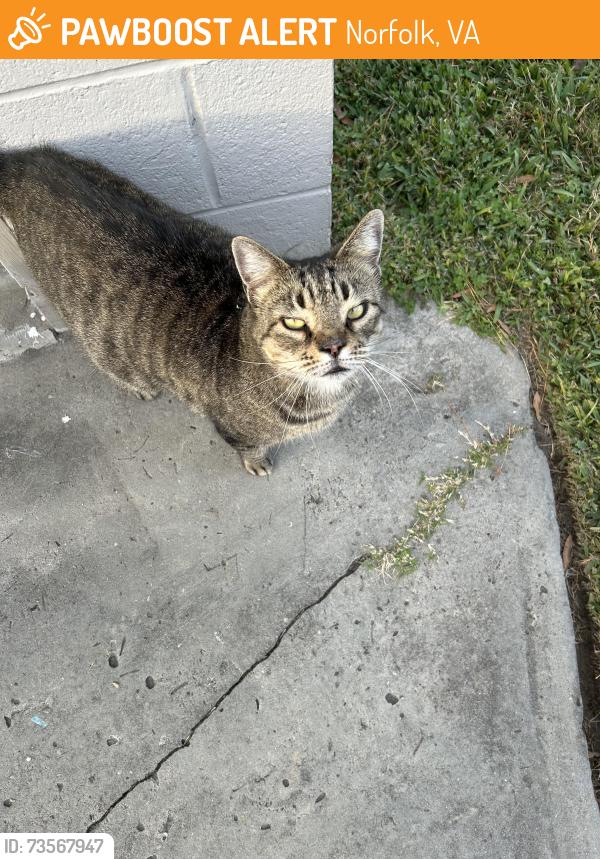 Found/Stray Unknown Cat last seen Dune and Hammett, Norfolk, VA 23503