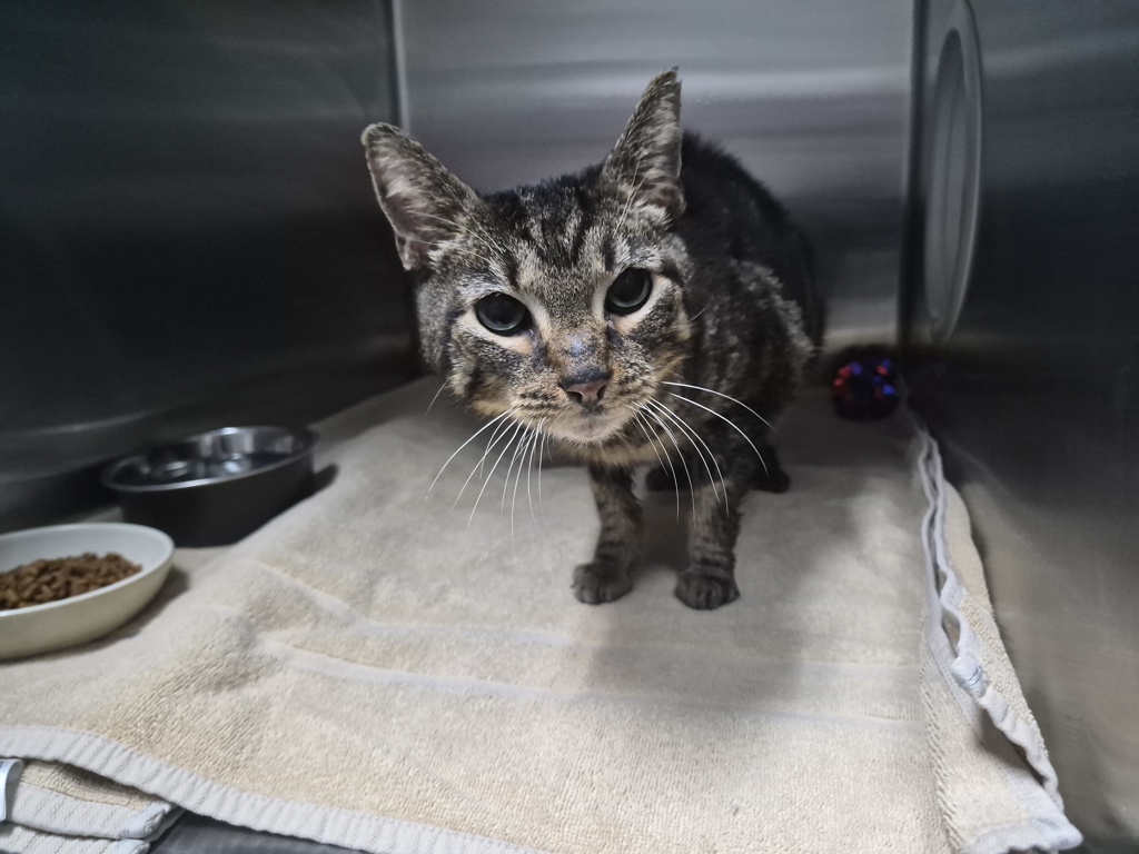 Shelter Stray Female Cat last seen Apt 1G,390 Georgia Avenue, BROOKLYN, NY, 11207, 3139 Veterans Rd W, Staten Island, NY 10309, USA