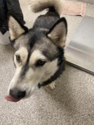 Shelter Stray Female Dog last seen Near NE 139th Avenue, VANCOUVER, WA, 98682, 1100 NE 192nd Ave, Vancouver, WA 98684, USA