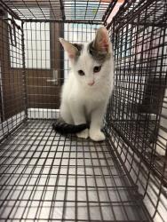 Shelter Stray Male Cat last seen Apt 78,307 Pecan Grove Road, SCOTT, LA, 70583, 410 Dugas Rd, Lafayette, LA 70507, USA