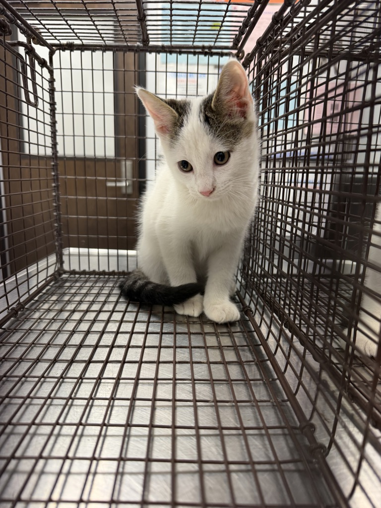 Shelter Stray Male Cat last seen Apt 78,307 Pecan Grove Road, SCOTT, LA, 70583, 410 Dugas Rd, Lafayette, LA 70507, USA
