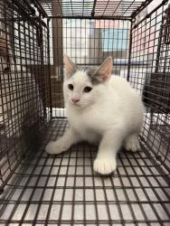 Shelter Stray Male Cat last seen Apt 78,307 Pecan Grove Road, SCOTT, LA, 70583, 410 Dugas Rd, Lafayette, LA 70507, USA