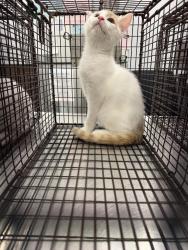 Shelter Stray Male Cat last seen Apt 78,307 Pecan Grove Road, SCOTT, LA, 70583, 410 Dugas Rd, Lafayette, LA 70507, USA