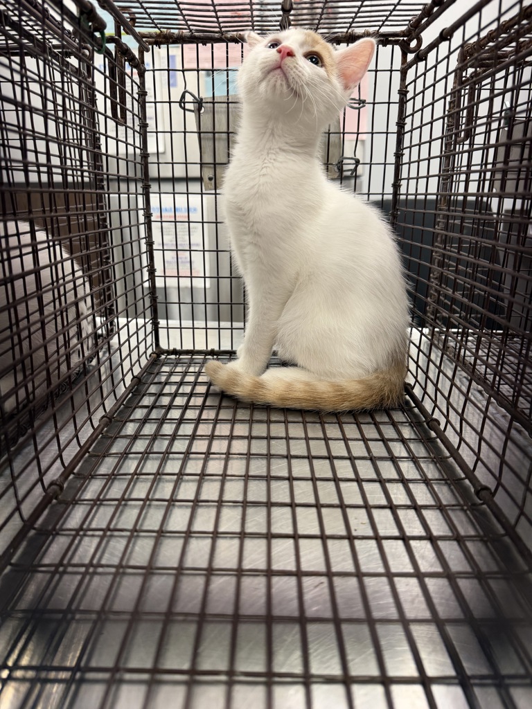 Shelter Stray Male Cat last seen Apt 78,307 Pecan Grove Road, SCOTT, LA, 70583, 410 Dugas Rd, Lafayette, LA 70507, USA