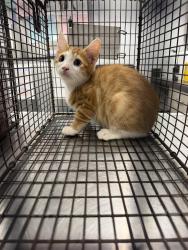 Shelter Stray Female Cat last seen Apt 78,307 Pecan Grove Road, SCOTT, LA, 70583, 410 Dugas Rd, Lafayette, LA 70507, USA