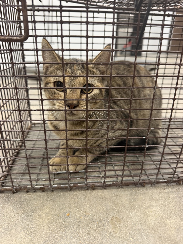 Shelter Stray Female Cat last seen Near Renauld Drive, LAFAYETTE, LA, 70507, 410 Dugas Rd, Lafayette, LA 70507, USA