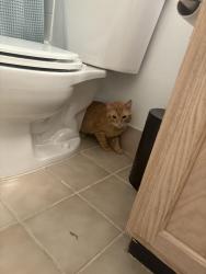 Reunited Male Cat last seen Heirloom Giant on 2nd street, Philadelphia, PA 19123