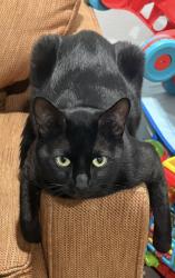 Reunited Male Cat last seen Prospect ave, Bridgeport, PA 19405