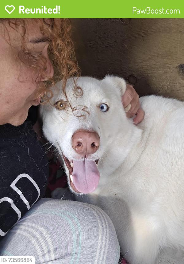Reunited Male Dog last seen My home, Ocala, FL 34472