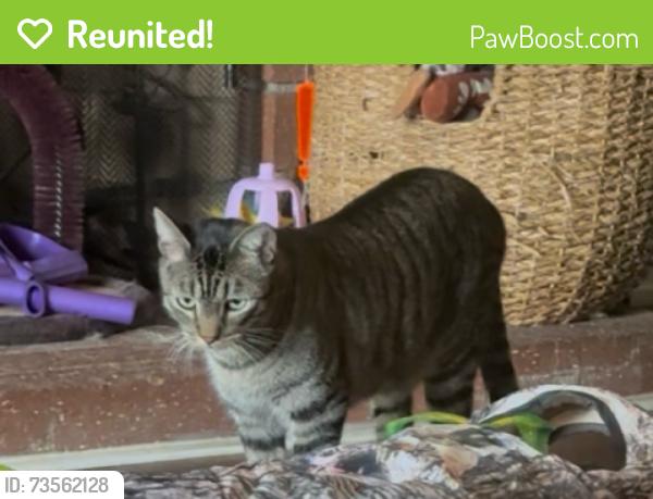 Reunited Male Cat last seen Milford St. & Walnut, Orange, CA 92867