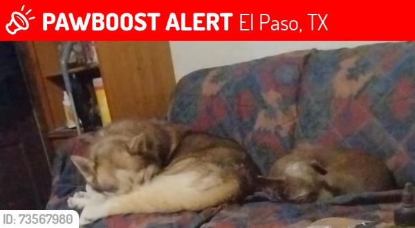 Lost Male Dog last seen Upland and Eastland off of N. loop, El Paso, TX 79907