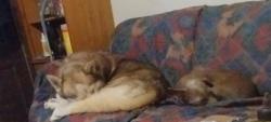 Lost Male Dog last seen Upland and Eastland off of N. loop, El Paso, TX 79907