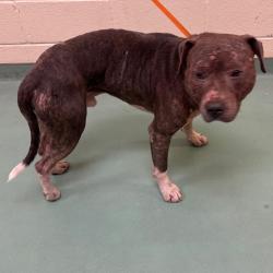 Shelter Stray Male Dog last seen , 2350 Appling City Cove, Memphis, TN 38133, USA