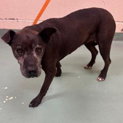 Shelter Stray Female Dog last seen , 2350 Appling City Cove, Memphis, TN 38133, USA