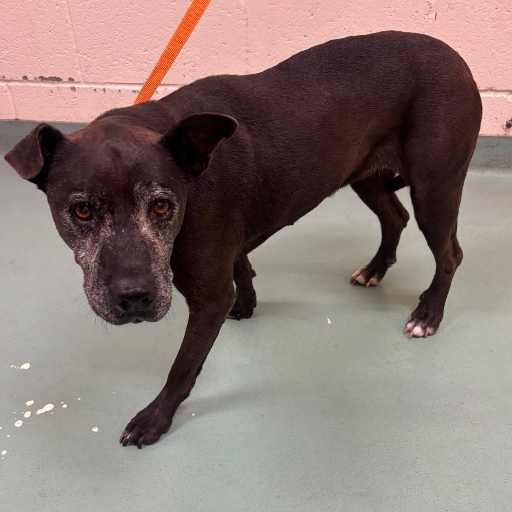 Shelter Stray Female Dog last seen , 2350 Appling City Cove, Memphis, TN 38133, USA