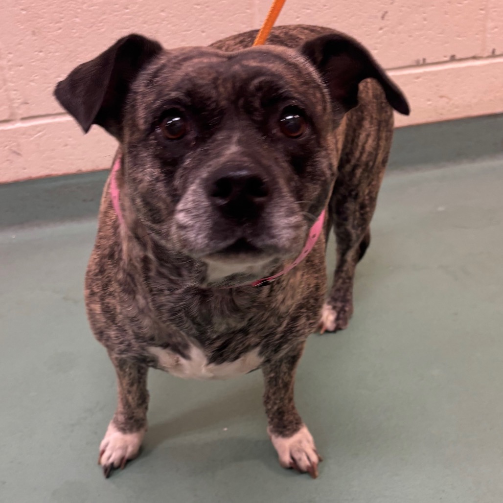 Shelter Stray Female Dog last seen , 2350 Appling City Cove, Memphis, TN 38133, USA