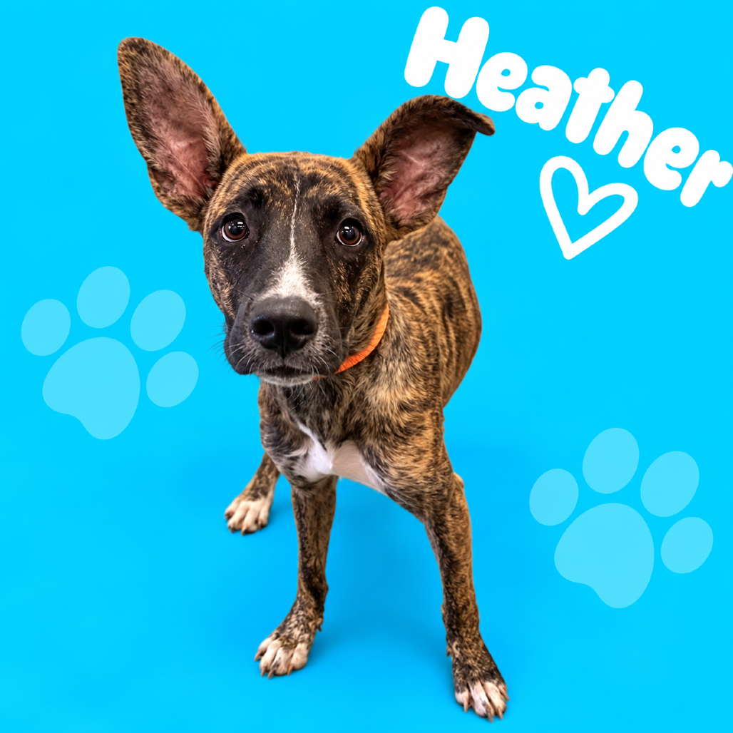 Shelter Stray Female Dog last seen , 2350 Appling City Cove, Memphis, TN 38133, USA
