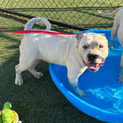 Shelter Stray Male Dog last seen , 2350 Appling City Cove, Memphis, TN 38133, USA