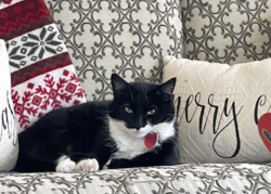 Lost Female Cat last seen Thompson Bridge Rd. and Price Road, Gainesville, GA 30506