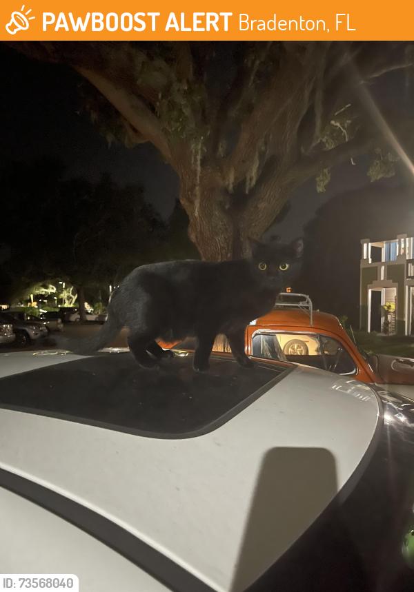 Found/Stray Unknown Cat last seen Publix Cortez road, Bradenton, FL 34210