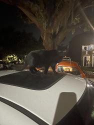 Found/Stray Unknown Cat last seen Publix Cortez road, Bradenton, FL 34210