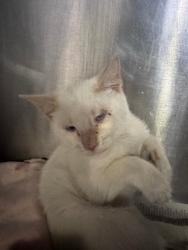 Shelter Stray Female Cat last seen Near S Lincoln St, Stockton, CA 95206, USA, 1575 S Lincoln St, Stockton, CA 95206, USA