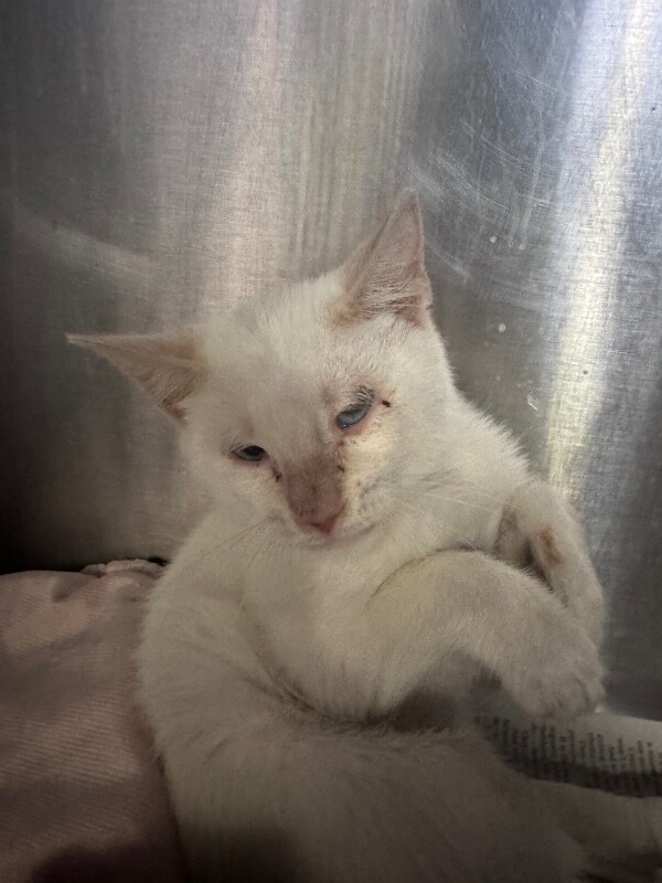 Shelter Stray Female Cat last seen Near S Lincoln St, Stockton, CA 95206, USA, 1575 S Lincoln St, Stockton, CA 95206, USA