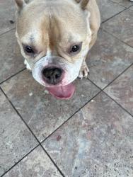Reunited Female Dog last seen Near Avenue, Miami Gardens, FL 33169