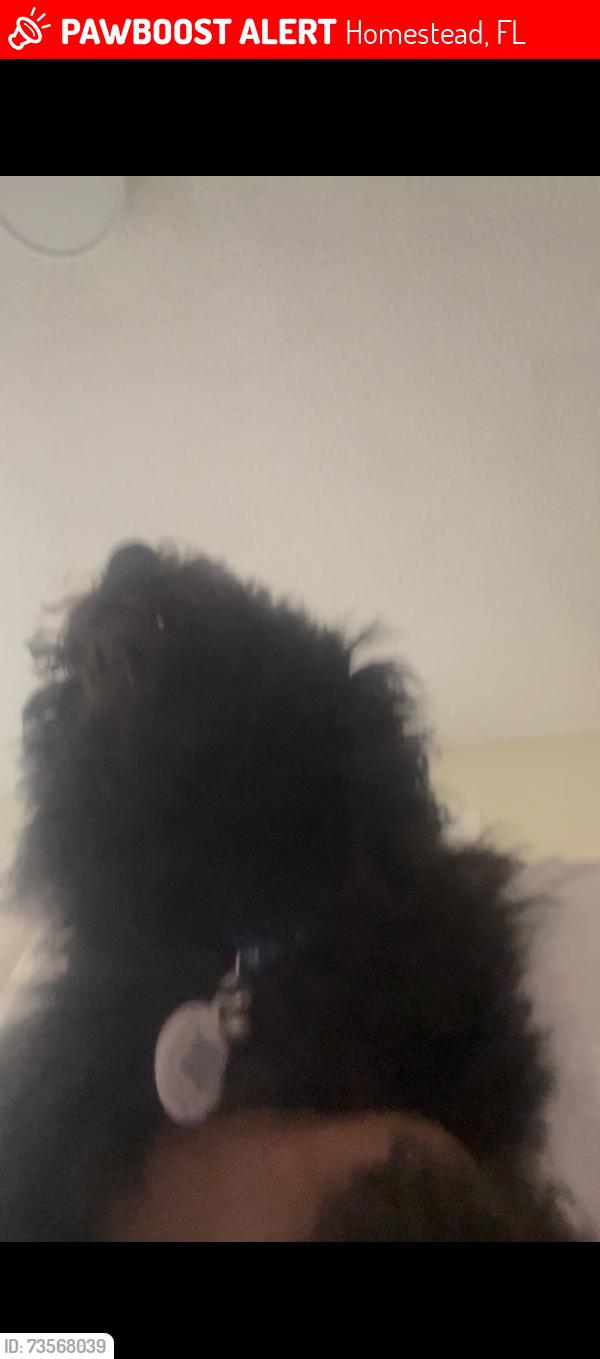 Lost Male Dog last seen Near Adams Ave apt B hmstd fl 33034, Homestead, FL 33034