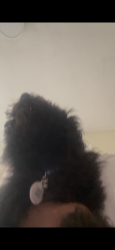 Lost Male Dog last seen Near Adams Ave apt B hmstd fl 33034, Homestead, FL 33034