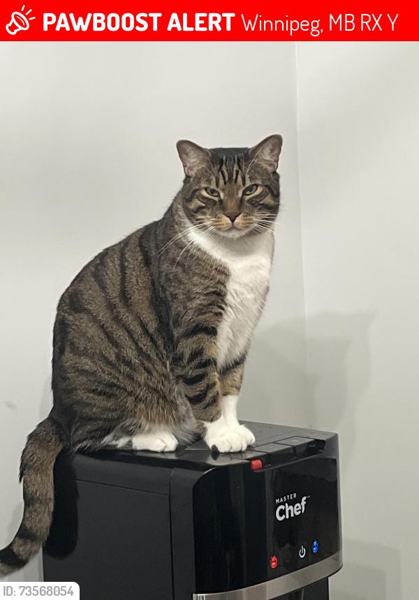 Lost Male Cat last seen redwood ave and radford st, Winnipeg, MB R2X 0Y6