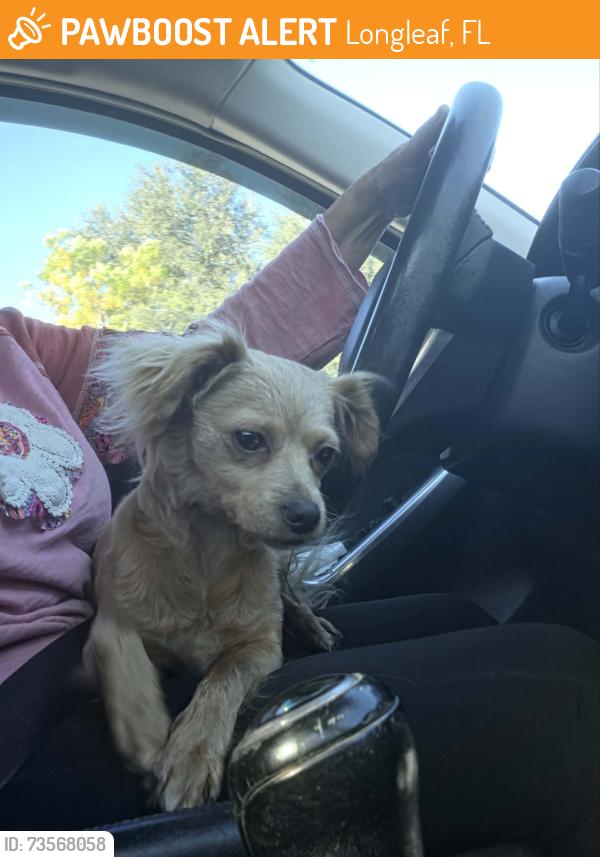 Found/Stray Female Dog last seen Behind Tennis courts in Longleaf, Longleaf, FL 34655